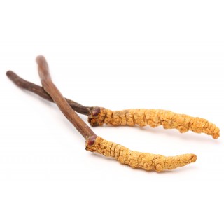 Uztura bagātinātājs “Organic Cordyceps”