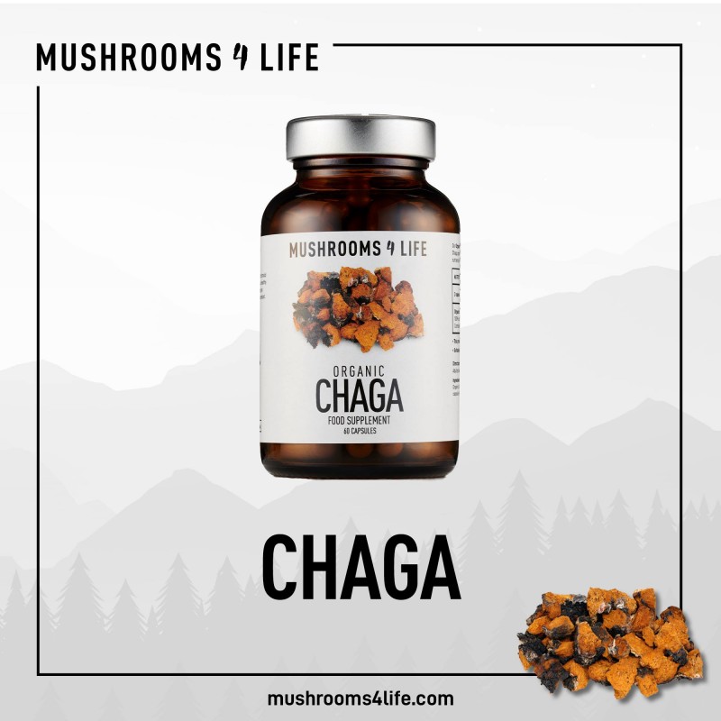 Maisto papildas „Organic Chaga”, mushrooms4life, 60 kapsulių